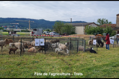 Fête de l'agriculture à Trets